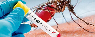 331 municípios do Paraná estão com infestação predial da dengue